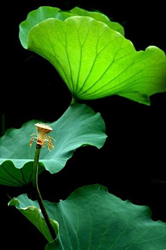 勿忘初心7月采集到花世界