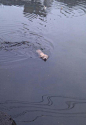 狗狗也爱冬泳 