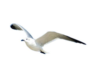 海鸥PNG