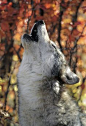 gray wolf canis lupus adult howling. spring rocky mountains by Daniel J Cox ~ in the Rocky Mountains of Montana.