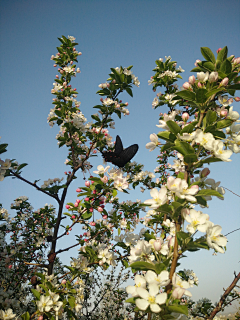 春龍采集到花花世界