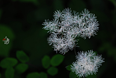 cathyeh采集到［花叶］集锦