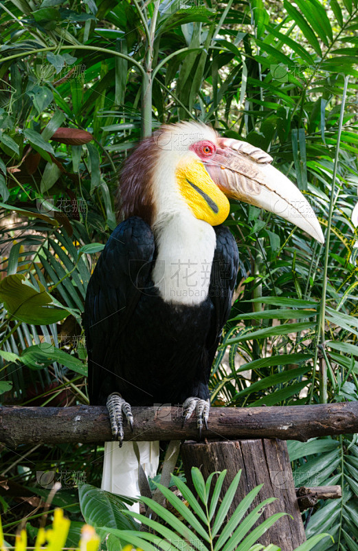 wreathed hornbill,自然...