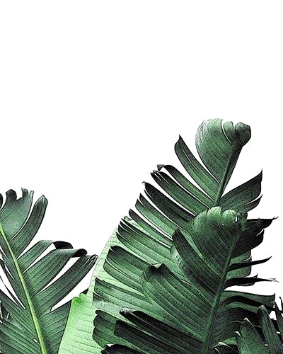 植物PNG
