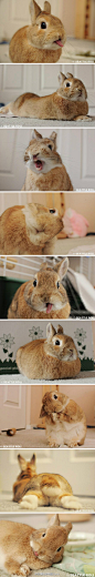 这是之前一只很红的兔子叫Apollo君=。=很害羞很有好奇心很有爱，喜欢蒲公英叶子，讨厌警报声和火。话说长得好像大力的亲戚....全部日常图片传送门：http://t.cn/SclSeO