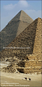 Camel next to Giza Pyramids, El Cairo, Egypt - © Alberto Mateo, Travel Photographer