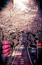 Hanami in Tokyo