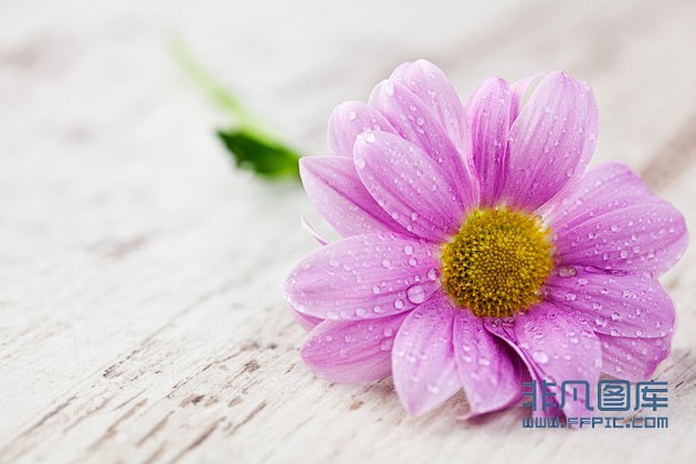 桌子上一朵美丽的紫色小雏菊高清图片下载-...