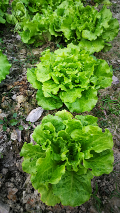 水光不是水采集到果蔬肉蛋