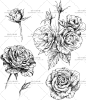 黑白 玫瑰 花朵 花卉 纹身花纹图案 矢量图 设计素材 2016073119-淘宝网
