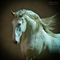 llbwwb:

For the horse lovers:) by Olga Itina.
