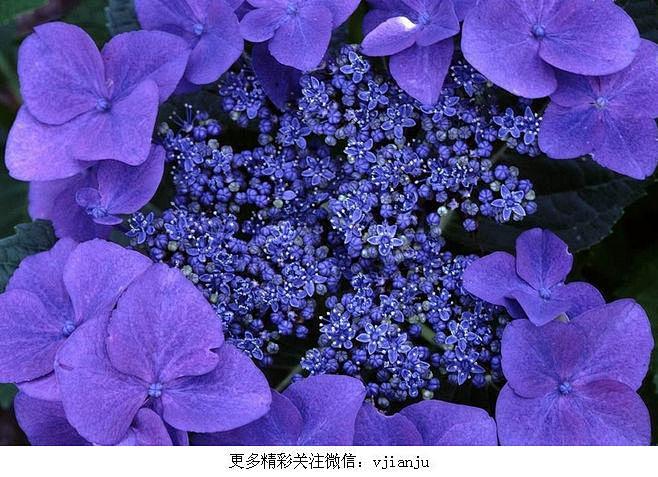 #花瓣花语录#紫罗兰，紫罗兰（Matth...