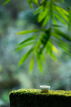 漠燕飞雪采集到清风