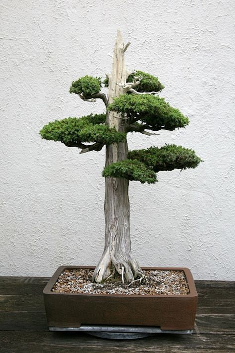 Bonsai<br/><a class=...