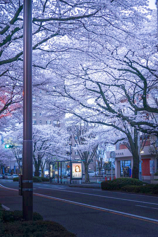 Japan Cherry blossom...