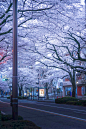 Japan Cherry blossoms