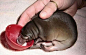 This A Baby Platypus: 