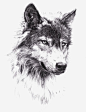 狼头像素描图标高清素材 动物 狼 狼头像 素描 绘画 野狼 黑白素描 UI图标 设计图片 免费下载 页面网页 平面电商 创意素材