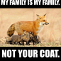 PSA: Reblog To Save FoxesMinks And Other Animals:)