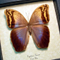Eryphanis Aesacus Female | Real Butterfly Gifts Framed Butterflies and Insect Displays