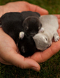 A Handful Of Baby Bunnies