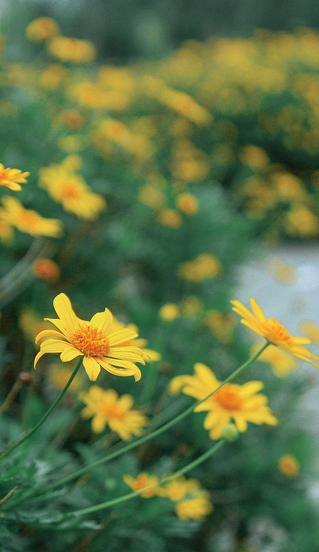 向阳而生，小菊花