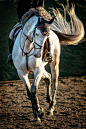 马 Andalusian Horse（pinterest.com）