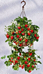 For patio gardens, plant strawberries in a hanging basket and at the end of the season, plant the runners into other baskets to increase your production or to give as gifts!: 