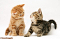 Ginger and tabby kittens