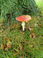 Fly Agaric Mushroom, Druids Heath, Aldridge, England