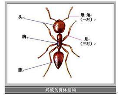 花香满庭园采集到H，虫儿飞，花儿睡