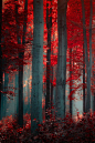 Autumn fall trees forest: 