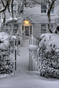 Snowy, Provincetown, Massachusetts