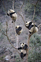 Pandas in a Tree
