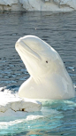 White whale! by rarecollection.ch, via Flickr