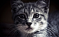 General 1920x1200 cat animals face