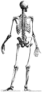 人体解剖学 骨头