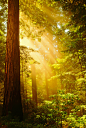 太阳射线，红木森林，加州