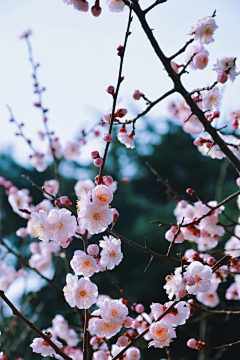 采花~贼采集到花