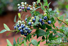 arsong采集到【广东】亲子游·醉在雨