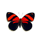 Butterfly: Catagramma Cynosura | Real Butterfly Gifts Framed Butterflies and Insect Displays