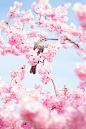 Photograph Cherry Blossom by Márcio Buniya on 500px #鸟类#