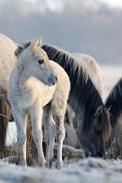 Michael-lianglion采集到Horses