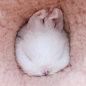 呆萌的垂耳兔Booboo的唯美摄影图片欣赏,呆萌的垂耳兔Booboo的唯美摄影图片欣赏