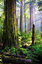 Forest Light, Washington
photo via trees