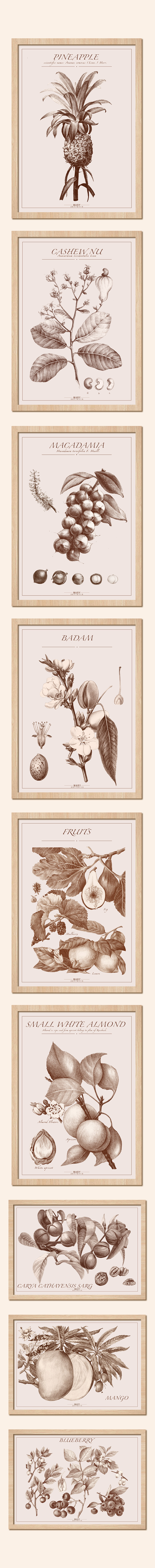 原创 坚果及水果素描装饰画作品