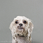 【刚洗完澡狗狗的犀利表情】Master Flint

Sophie Gamand 是一位法国摄影师。他的摄影作品一直希望能够建立人与狗之间的某种联系
LOFTER
