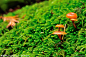 蘑菇与苔藓…_来自黒森林的图片分享-堆糖网