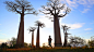 Walk through Baobab trees by mayq on 500px