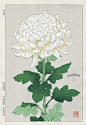 Shin Hanga Woodblock Botanical Prints 1939-1970's